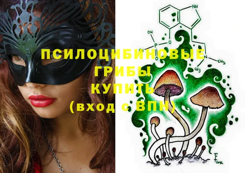 цены   Киреевск  Галлюциногенные грибы Psilocybe 